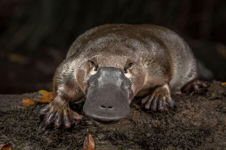 platypus-closeup.jpg