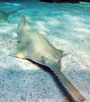 Sawfish_Pristis_zijsron_Genova_Aquarium.jpg