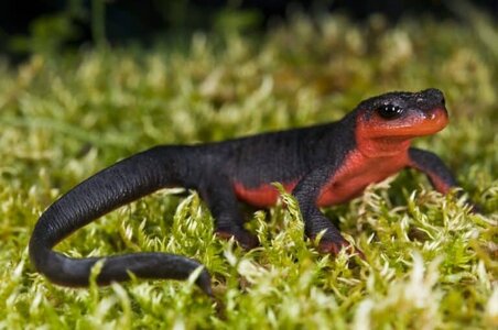 Red-Bellied-Newt-768x510.jpeg