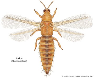 Western-flower-thrips.jpg