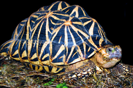 Indian-Star-Tortoise.jpg