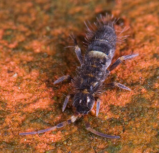 800px-Orchesella_cincta.jpg