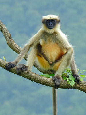 Gray_langur_(Semnopithecus)_by_Shantanu_Kuveskar.jpg
