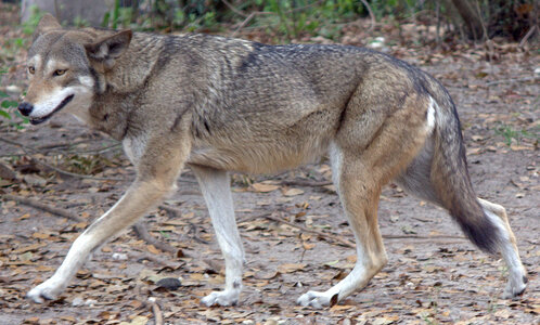 Red_wolf_(4531335218).jpg