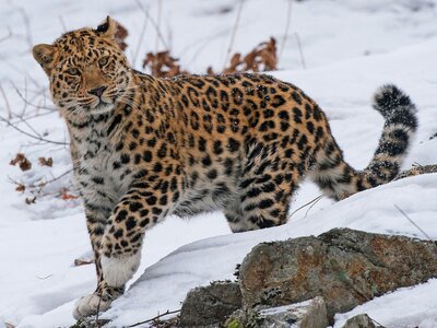 amur-leopard-snow.jpg