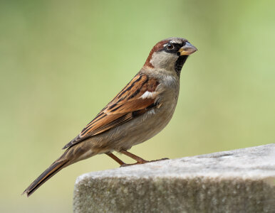 House_sparrow_male_in_Prospect_Park_(53532).jpg