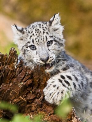 Snow-Leopard-Kitten-1.jpg
