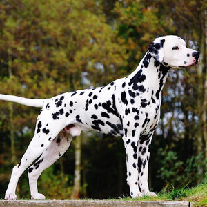 Dalmatian 2.jpg Dalmatian 2.jpg