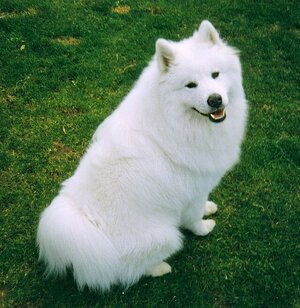 Sitting_Samoyed.jpg
