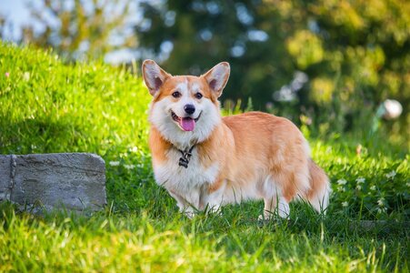 pembroke-welsh-corgi-6644600_1280.jpg
