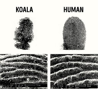 koalafingerprint.jpg
