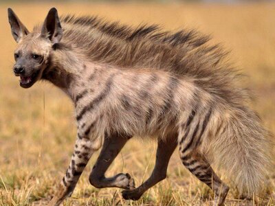 14-facts-about-aardwolf-1688957788.jpg