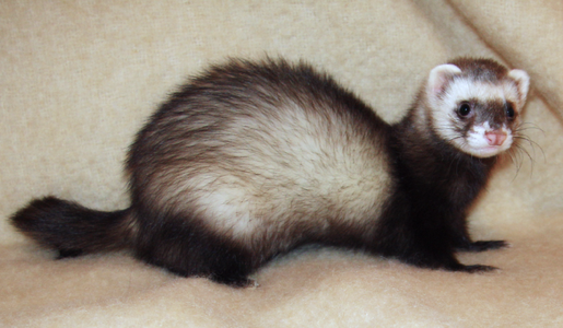 Ferret_2008.png