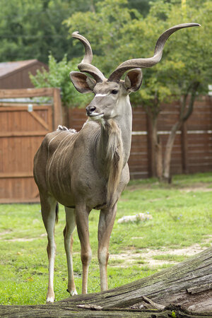 greater-kudu-brax-handsome-vert.jpg