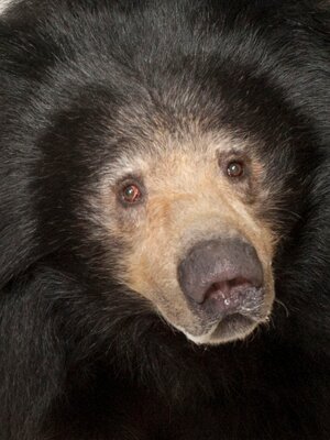 sloth-bear_thumb_3x4.jpeg.jpg