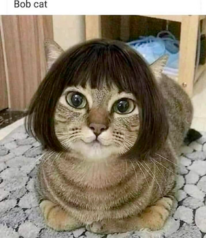 Bob Cat.png