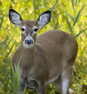 whitetail-deer-management-harvest-rates-1209-01.jpg