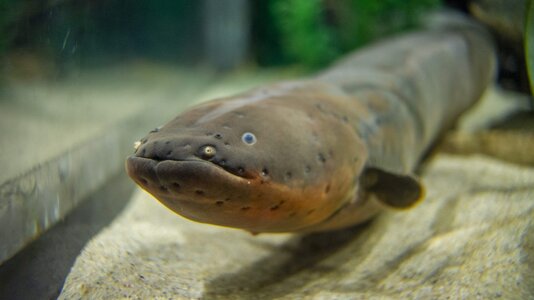 Electric-Eel-1-scaled-1200x0-c-default.jpg