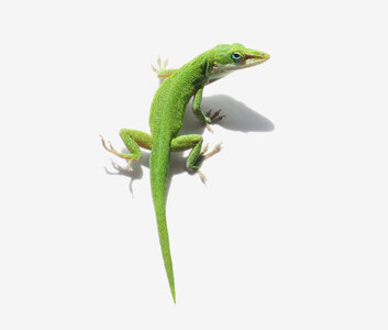 20230822-lizard-stock-edited.jpg