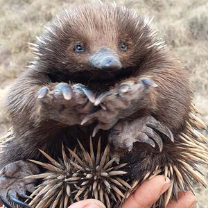 27091-baby-echidna-sq.jpg