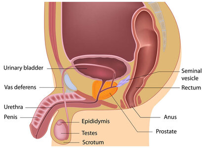 male-reproductive-system-diagram-e5d416.jpg