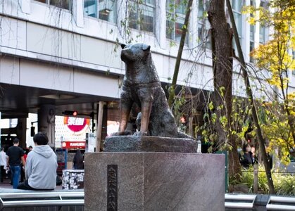 Hachiko 9.8_fpy44.97.jpg