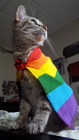 cat rainbow cape.jpg