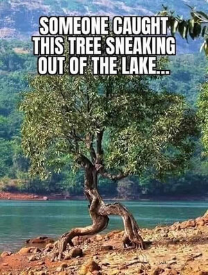 Sneaky tree.jpg
