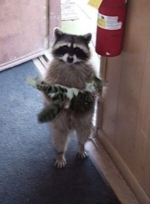 Raccoon.jpg