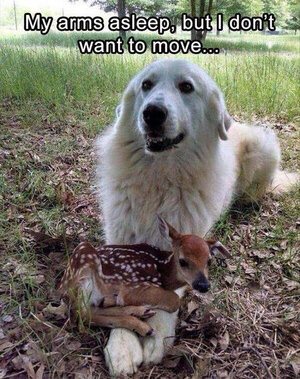 Dog and Fawn.jpg