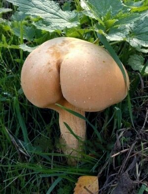 mushroom-4239498.jpg