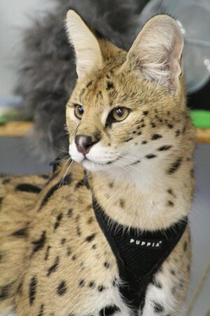 African-Serval-new-e1660146774681.jpg