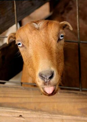 My Lamancha goat Lola_ Pretty but too much attitude! Acres of Hope Farm.jpeg