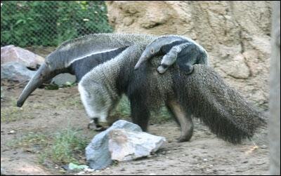 20060720_040837_ol20anteater.jpg