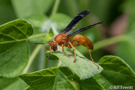 red-paper-wasp2.jpg