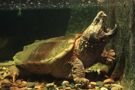 Alligator-Snapping-Turtle-Reptile.jpg