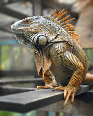 Male_Green_Iguana_Belize.jpg