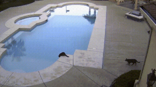 cat-pool.gif