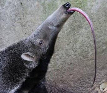 giant-anteater-tongue.jpg