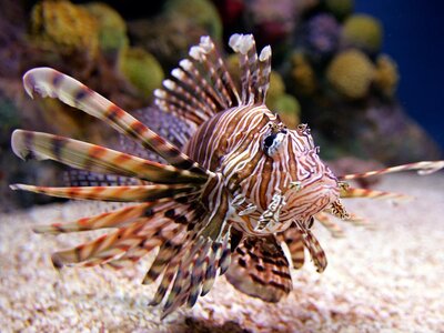 lionfish-9f7f0480b3c6c767897b092ce3ecc3fd91e7d44f.jpg