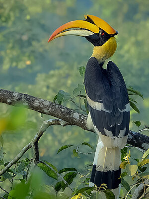 Great_hornbill_Photograph_by_Shantanu_Kuveskar.jpg