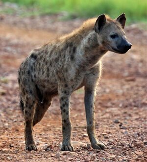 Spotted_hyena_in_Madikwe_Game_Reserve.jpg