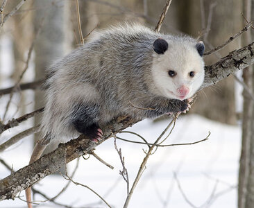 640px-Opossum_2.jpg