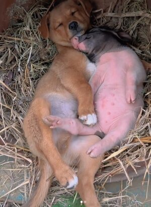 dog and pig-b1ee-1d423e8aa89a.jpg