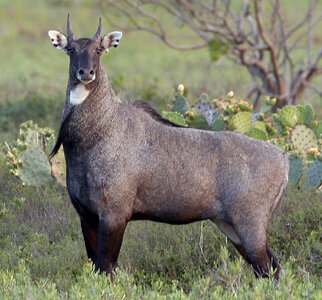 nilgai.jpg