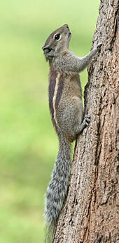 170px-Indian_Palm_Squirrel_(Funambulus_palmarum).jpg