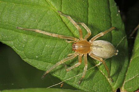 Long-legged_Sac_Spider_-_Cheiracanthium_sp.,_Pateros,_Washington.jpg