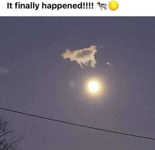 cowjumpedoverthemoon.jpeg