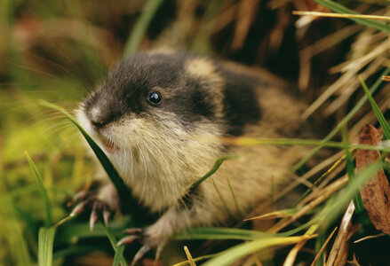 lemming_111592124.jpg