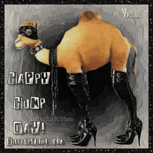 hump-day1-465x465.gif